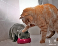 Cats Plate-2