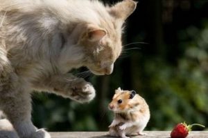 cat-and-mouse-03